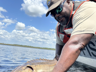 Peninsular Florida FWCO Fish Biologist Cedric Doolittle releasing a juvenile Atlantic sturgeon collected during surveys of the St Marys River FL/GA