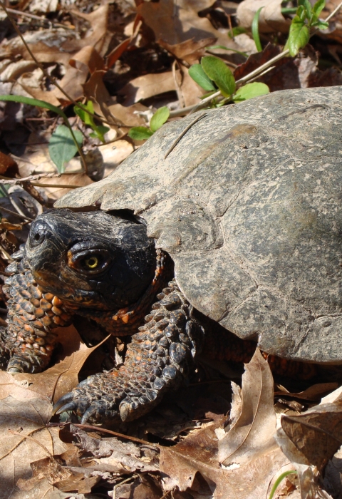 A wood turtle standing in leaves. 