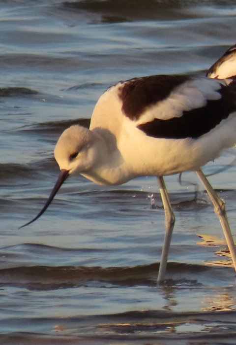 2 long-legged, black & white wading American Avocets with long-up-curved bill