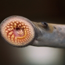 The mouth of a sea lamprey - a large oral sucking disk full of sharp, horn-shaped teeth--makes the animal an efficient killer of fish..