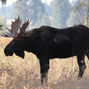 A bull moose standing