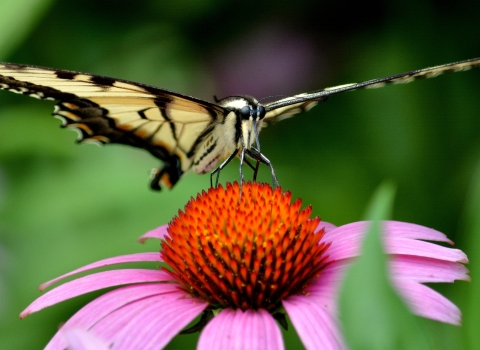 Tiger swallowtail butterfly on purple coneflower
