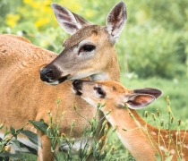 Key deer doe and fawn