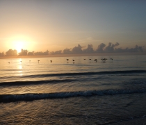 Sunrise over the ocean with birds on the horizon at NPR Hobe Sound NWR.