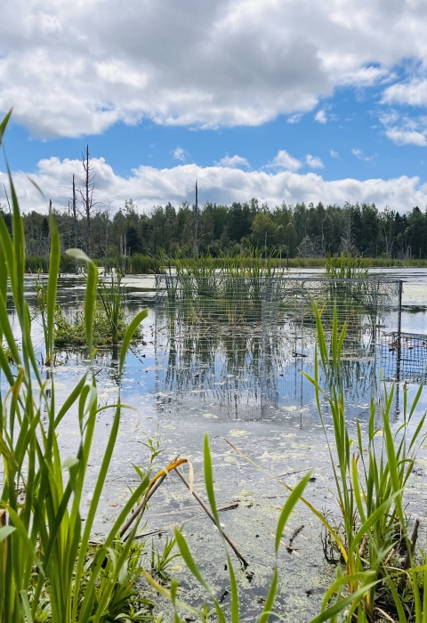 view of a marsh with a waterfowl trap hidden