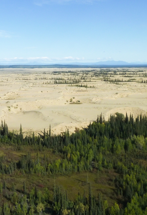 expanse of sand dunes with spruce trees in the foreground