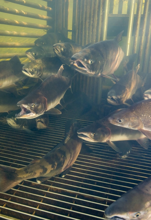 More than one dozen salmon and whitefish hold in a weir in Alaska