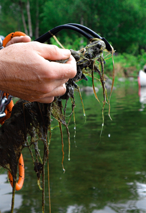 man picking through aquatic plants collected in a lake rake
