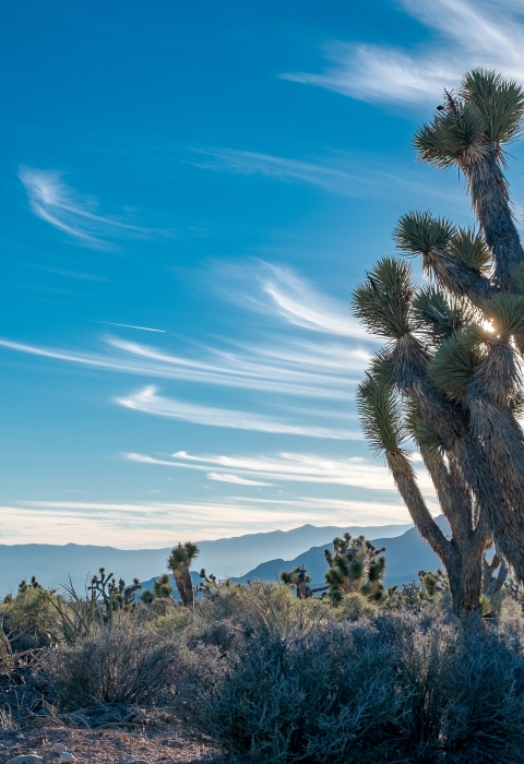 Joshua trees and other desert plants. Shadowed mountains visible in the distance.