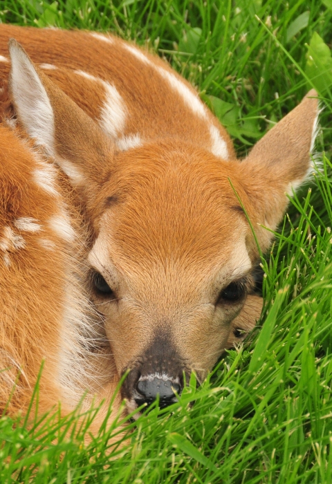An image of a whit-tailed deer fawn curled up in grass.