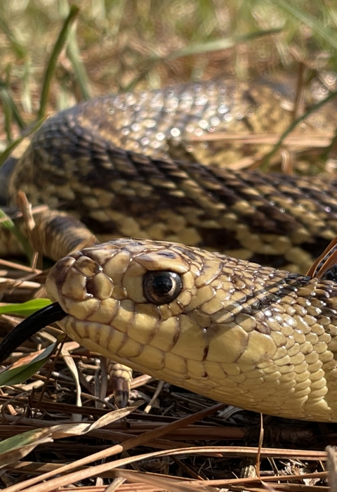 Mr. Snake, a Louisiana pinesnake that helps the U.S. Forest Service with education and outreach, laying in pine straw July 11, 2022. 