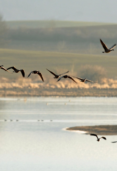 Geese flying above a pond