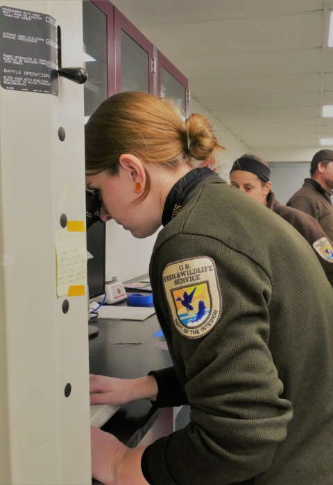 Woman in usfws uniform looks through microscope