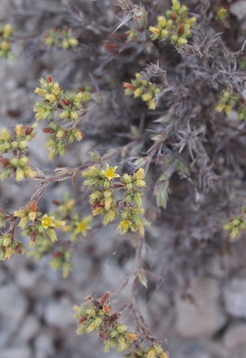 Bushy whitlow-wort