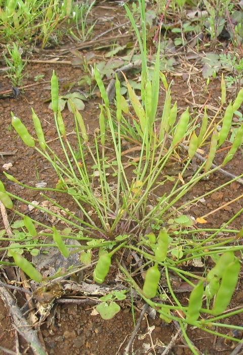 A clusters of light green shoots with pods grow in muddy wetlands.