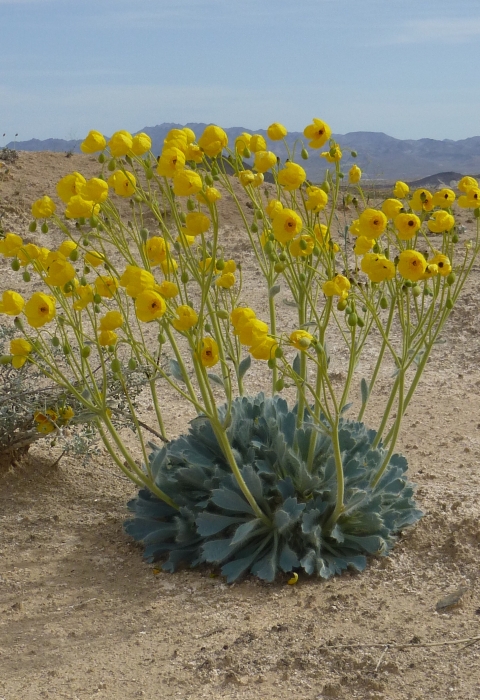 A bright yellow flower in a desert landscape with mountains in the background