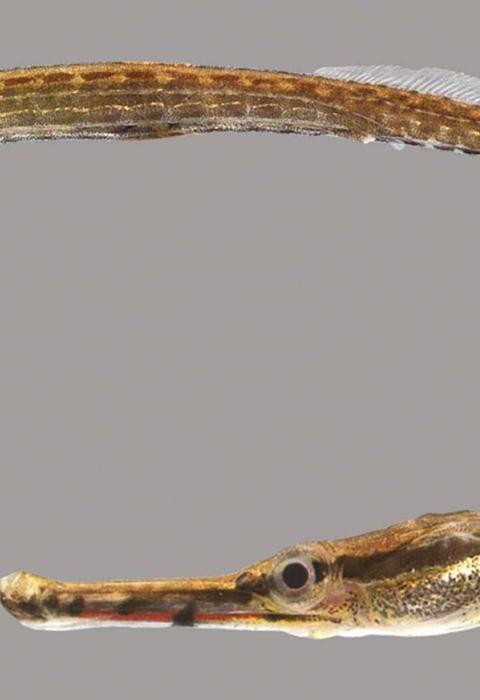 a long skinny brown fish with a pointy nose