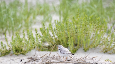 Image of a piping plover on the beach.