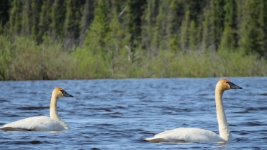 Two Trumpeter Swans swimming in water with green brush in the background.
