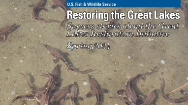 Cover of the 2024 edition of Restoring the Great Lakes: Success stories about the Great Lakes Restoration Initiative featuring small lake sturgeon swimming in the water