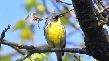 Kirtland's warbler