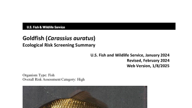 Ecological Risk Screening Summary - Goldfish (Carassius auratus) - High Risk