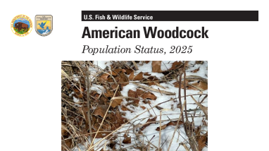 American Woodcock Population Status, 2025