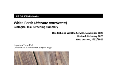 Ecological Risk Screening Summary - White Perch (Morone americana) - High Risk