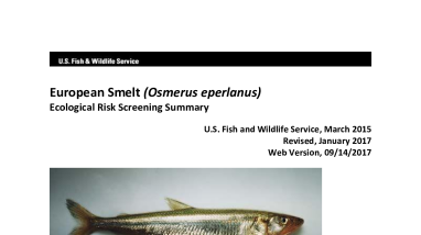 Ecological Risk Screening Summary - European Smelt (Osmerus eperlanus) - High Risk