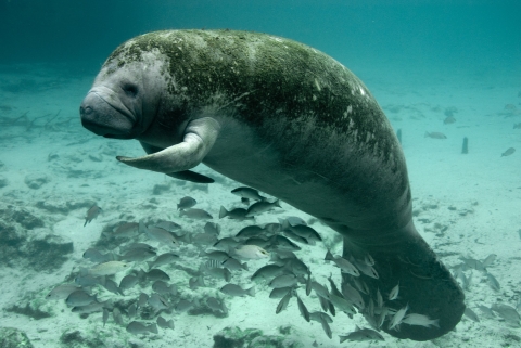 A large porpoise-shaped aquatic mammal called a Florida manatee swims with small fish at Crystal River National Wildlife Refuge.