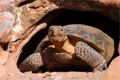 Mojave desert tortoise