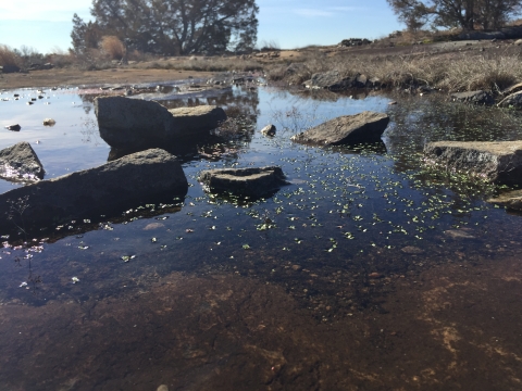 A shallow pool with granite rocks and small plants floating at the water's surface