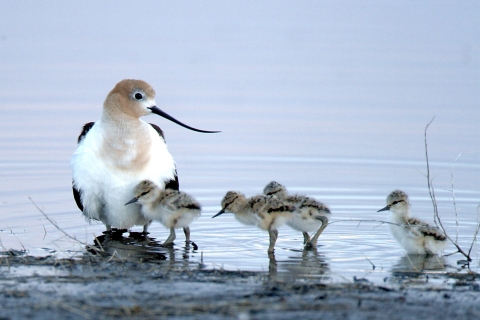 Malheur NWR_American Avocets_Barbara Wheeler Photography, USFWS Volunteer