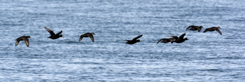 Eight black birds with orange bills fly above the water.