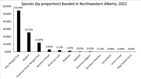 Graph of waterfowl species caught banded during banding operations in Alberta Canada. Note: Blue&nbsp;Winged Teal-54.44%; Mallard-25.52%; American Green Winged Teal-12.07%; Northern Pintail-3.01%; American Coot-2.17%; Redhead-1.42%; Gadwall-0.53%; American Wigeon-0.53%; Northern Shoveler-0.13%; Canvasback-0.09%; Lesser Scaup-0.04%; Ring-necked Duck-0.04%