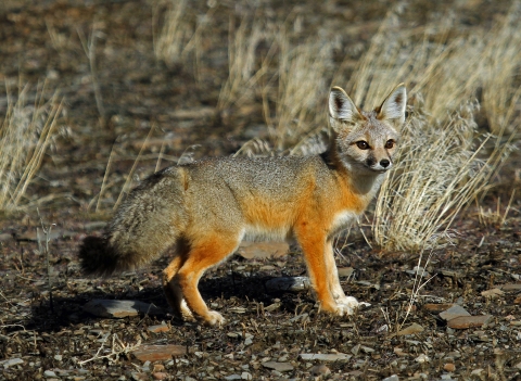 Kit fox in Oregon