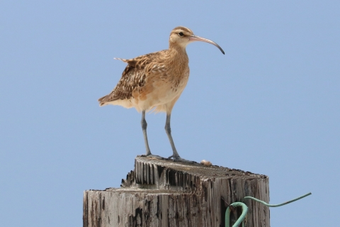 A melon sized brown bird stands on a stump. It has a beak that is 3 to 4 inches long and curves down in the last inch. Its feathers ruffle in the wind. 