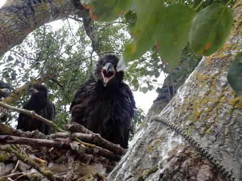 A bald eagle eaglet with dark feathers squawks at the camera. The bird's beak is open and it is sitting in a nest.