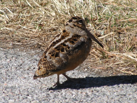 American woodcock walking across a road