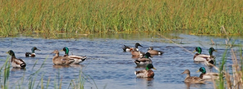 Mallards on pond