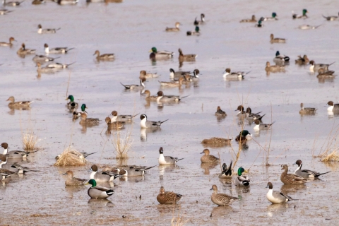 large mixed flock of ducks resting in wetlands 