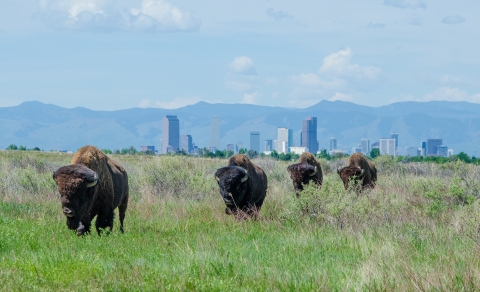 Four bison walking in the prairie with the Denver skyline in the background