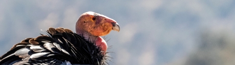 Close up of a California condor. Its pink featherless head contrasts with its black feathers.