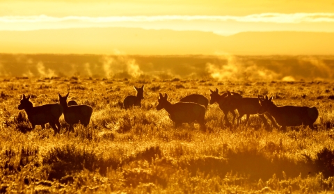 Pronghorn graze in golden light at sunrise at Seedskadee National Wildlife Refuge.