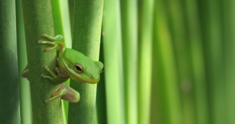 A green tree frog clings to bright green stalks at Aransas National Wildlife Refuge in Texas.