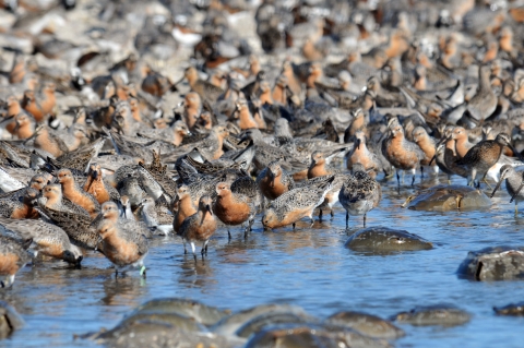 Red-breasted migratory birds called red knots crowd the water's edge to feed on the eggs of horseshoe crabs in spring in Mispillion Harbor in Delaware.