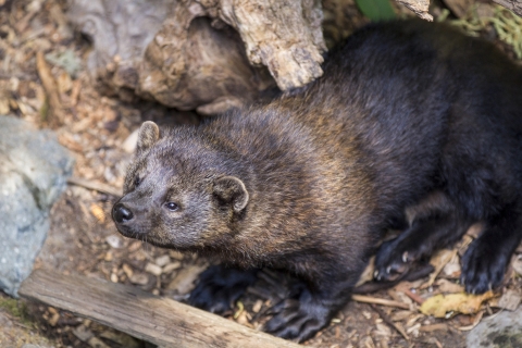 a close up photo of a fisher