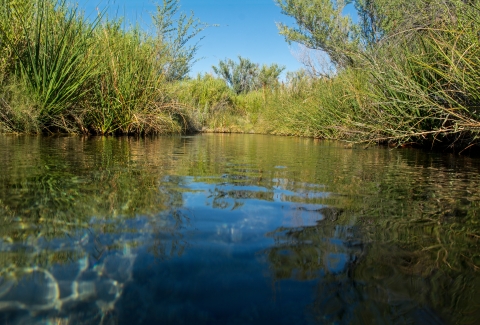 A clear pool of water surrounded by green desert plants and blue sky. 