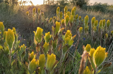 Yellow golden paintbrush flowers in a prairie at sunset