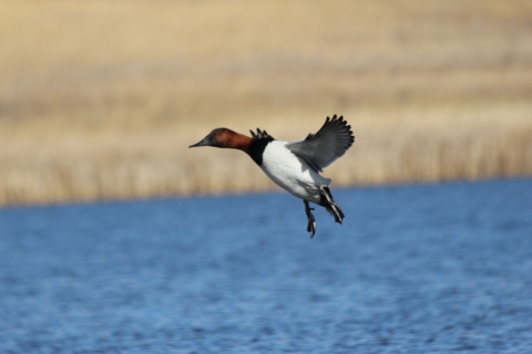 Canvasback_Fred Oslund